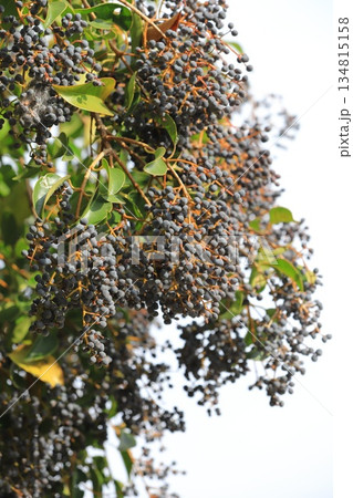 唐鼠黐（トウネズミモチ）の実 134815158