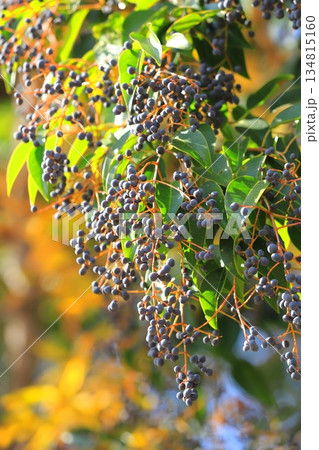 唐鼠黐（トウネズミモチ）の実 134815160