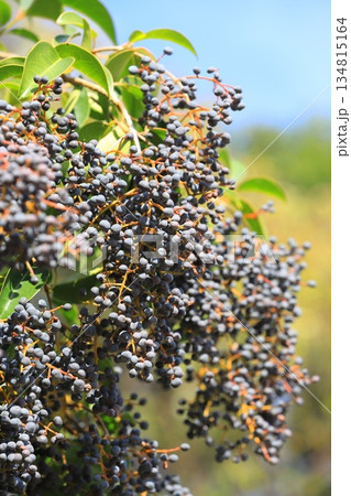 唐鼠黐（トウネズミモチ）の実 134815164