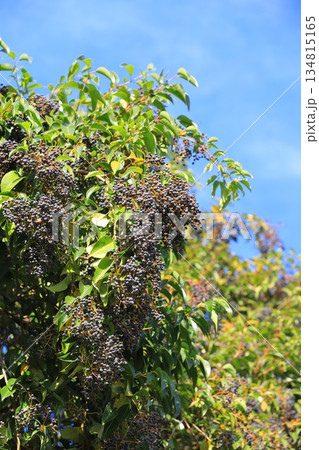 唐鼠黐（トウネズミモチ）の実 134815165