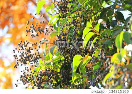 唐鼠黐（トウネズミモチ）の実 134815169