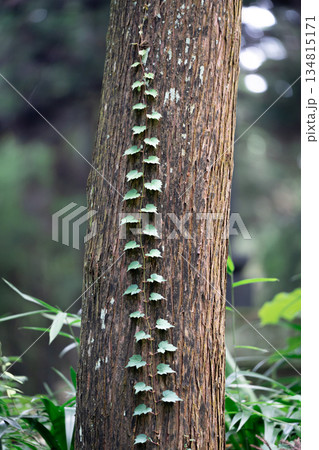 木に巻き付くツル 134815171