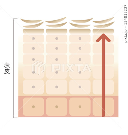 肌のターンオーバー 肌のターンオーバー 134815237