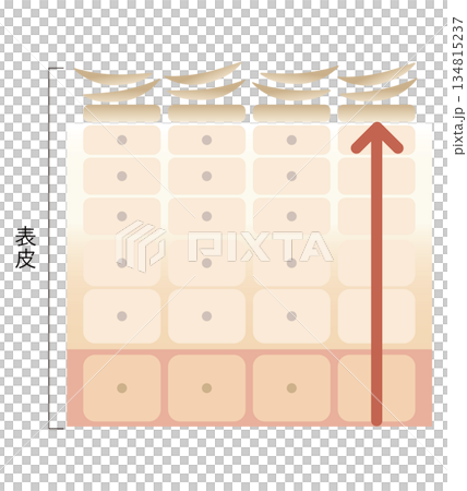 肌のターンオーバー 肌のターンオーバー 134815237