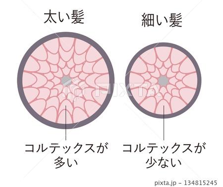 毛髪の断面図輪切り 134815245