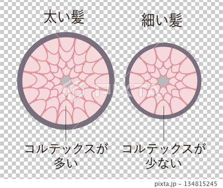 毛髪の断面図輪切り 134815245