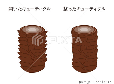 毛髪のキューティクル 134815247