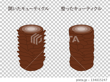 毛髪のキューティクル 134815247