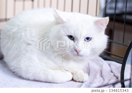Hopeful cat in tranquil enclosure, Peaceful feline with blue eyes resting quietly inside shelter Hopeful cat in tranquil enclosure, Peaceful feline with blue eyes resting quietly inside shelter 134815343