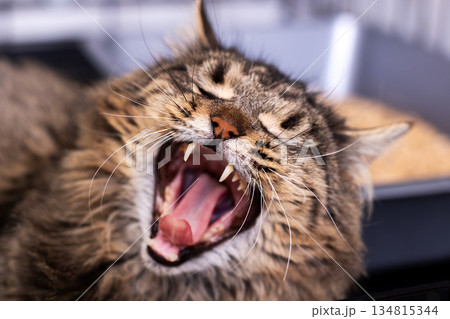 Cat yawn expression, Intimate portrait of feline showing alertness and spirited attitude Cat yawn expression, Intimate portrait of feline showing alertness and spirited attitude 134815344