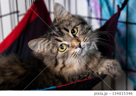 Relaxed striped feline, Rescued striped cat enjoys peaceful rest in colorful shelter setting 134815346