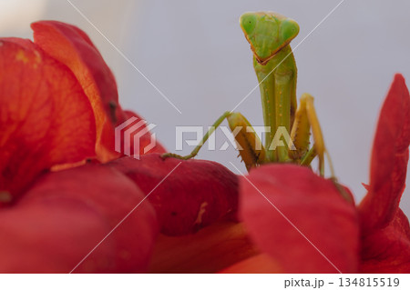 Green European mantis posing and smiling against the background of a red flower Green European mantis posing and smiling against the background of a red flower 134815519