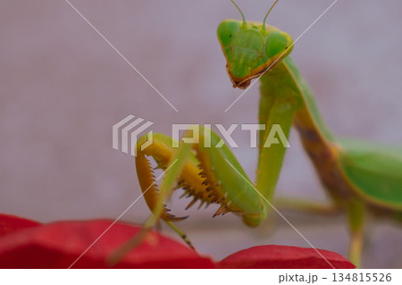 Green European mantis posing and smiling against the background of a red flower Green European mantis posing and smiling against the background of a red flower 134815526