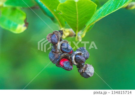 秋の森　コブシの赤い実が出ている01 134815714