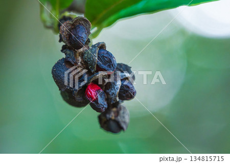 秋の森　コブシの赤い実が出ている02 134815715