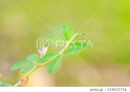 秋の森　ヤハズソウの薄紫の花と蟻01 134815716