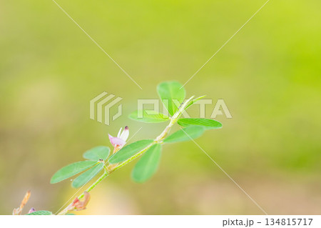 秋の森　ヤハズソウの薄紫の花と蟻02 134815717