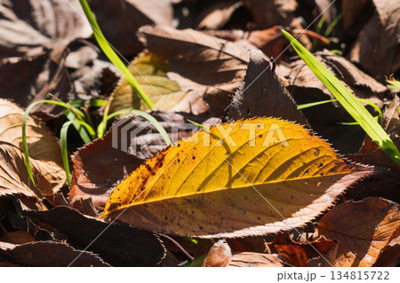 秋の森　紅葉した落ち葉が日差しで輝く18 134815722