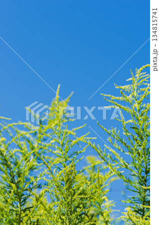 秋の青空とセイタカアワダチソウ01 134815741