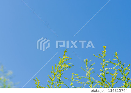 秋の青空とセイタカアワダチソウ04 134815744