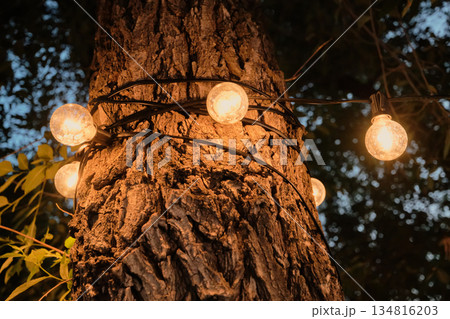 String lights wrap around tree trunk, glowing warmly in the evening 134816203
