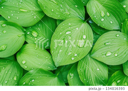 Fresh green leaves glisten with morning dew as sunlight delicately emphasizes their intricate veins in a tranquil natural setting 134816393