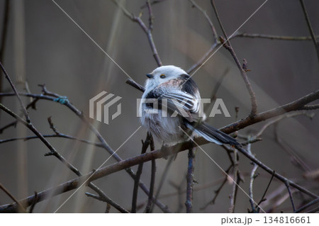 Long-tailed Tit on a branch. Long-tailed Tit on a branch. 134816661