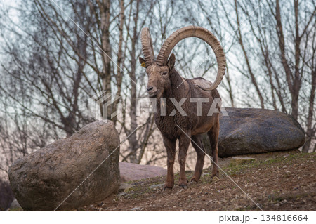 Male Siberian ibex Capra sibirica 134816664