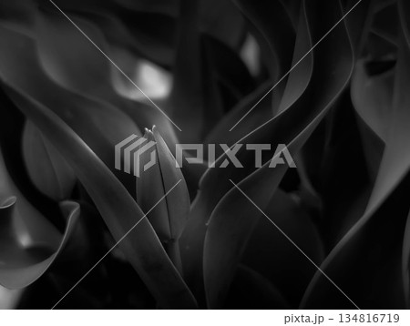 鬱金香のつぼみ～モノクローム～ 134816719