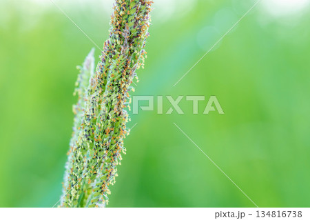 夏の山　スズメノテッポウの花のアップ01 134816738