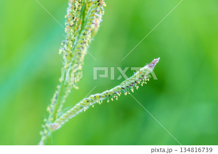 夏の山　スズメノテッポウの花のアップ012 134816739