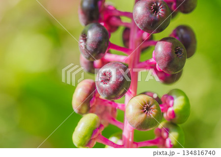 夏の山　ヨウシュヤマゴボウの実02 134816740