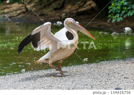 ペリカン ぺりかん モモイロペリカン 134816756