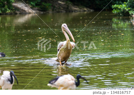 ペリカン ぺりかん モモイロペリカン 134816757