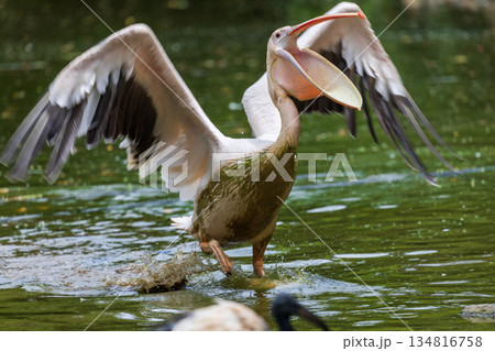 ペリカン ぺりかん モモイロペリカン 134816758