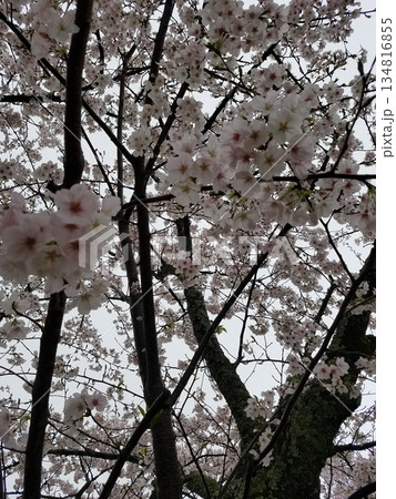 桜の花が満開 134816855