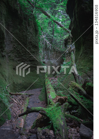 北海道の苔の回廊 北海道の苔の回廊 134816908