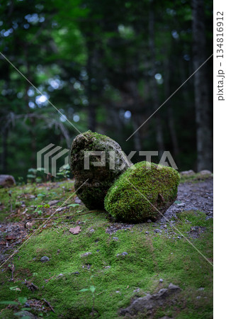 苔の生えた石 134816912