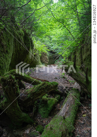 苔むす森 134816927