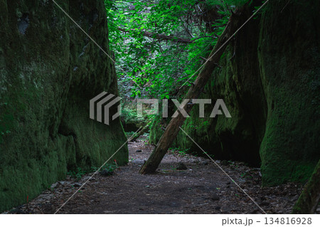 神秘的な森 134816928