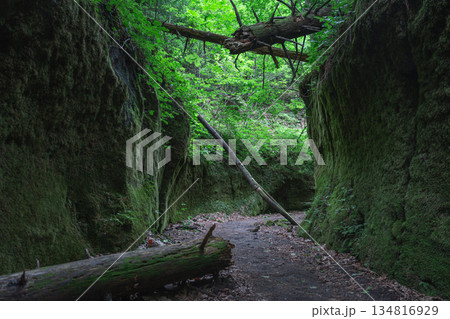 苔の回廊 苔の回廊 134816929