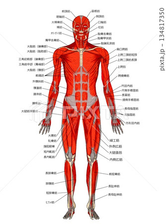 筋肉の全身解剖図 134817350