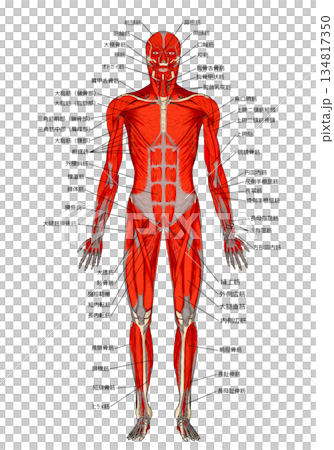 Muscle anatomy 134817350