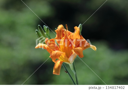 甘草 甘草 134817402