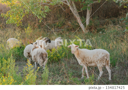 Curious Sheep Looking at Camera in Summer Meadow Curious Sheep Looking at Camera in Summer Meadow 134817425