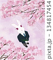 桜を見上げるうさぎ 134817454