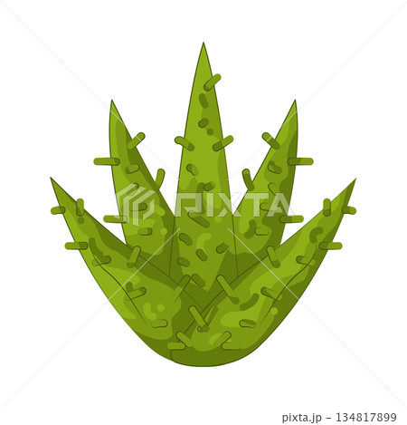Illustration of aloe vera Illustration of aloe vera 134817899