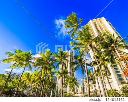 ハワイイメージ　ヤシの木とリゾートホテル 134818181