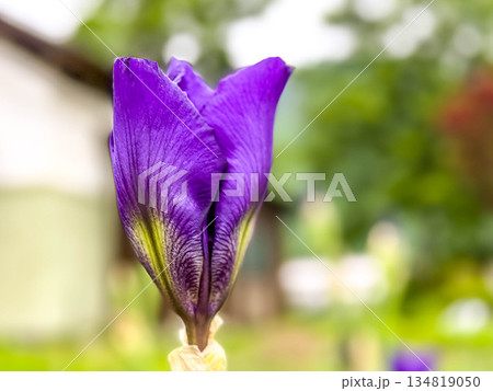 花開く時～紫色の菖蒲～ 134819050