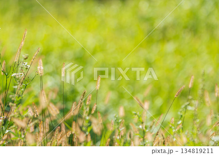 秋の野山　エノコログサが日差しに輝く06 134819211